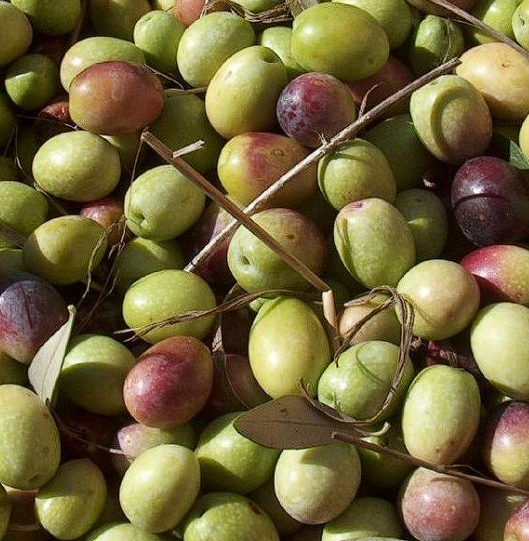 Edremit / Ayvalık zeytin çeşidi